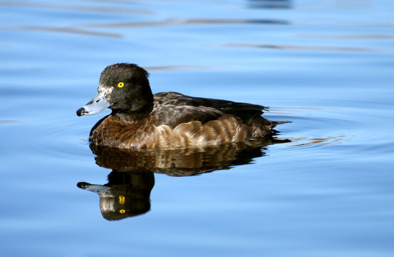 The adult female tufted duck (Aythya fuligula) is brown with paler flanks. Gold-yellow eyes. Migratory Waterbird.