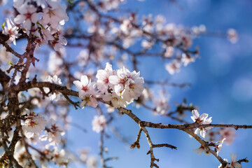 Blooming almonds. Spring flowering background. Beautiful nature with a blossoming tree on a sunny day. Spring flowers. Beautiful garden in spring. Abstract blurred background.