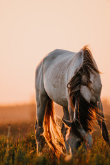 paard in het veld