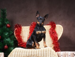 photo of that terrier on the background of Christmas decorations