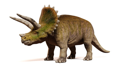 Triceratops horridus, dinosaur isolated on white background, front view (3d render) 