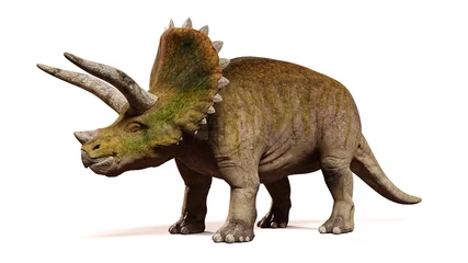 Foto op Plexiglas Triceratops horridus, dinosaur isolated on white background, front view (3d render)  © dottedyeti