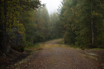Fototapeta premium road in autumn forest