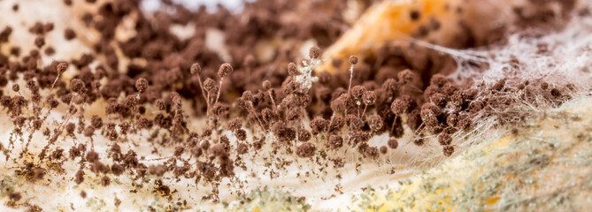 Mold close-up macro. Moldy fungus on food. Fluffy spores mold as a background or texture. Mold fungus. Abstract background with copy space.