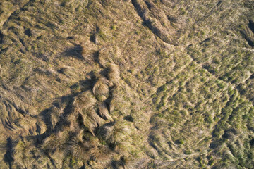 Texture of old grass aerial view. Field surface texture aerial view. Swamp view from above. Grass texture view from a great height.