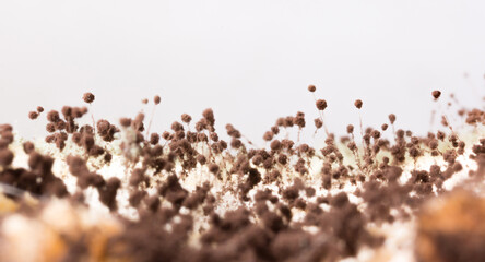 Mold close-up macro. Moldy fungus on food. Fluffy spores mold as a background or texture. Mold...