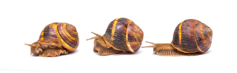 Snails Groupon a white background communicate concept of love communication relationship rejuvenation of vitamins and cosmetology concept of communication parent and child or student and teacher