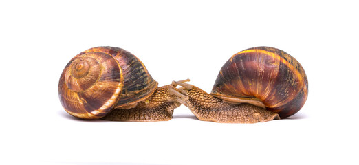 Snails on white background communication concept parent and child or student and teacher student...