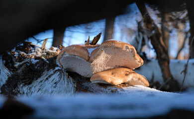 Tinder fungus growing on a toppled birch tree during winter season.