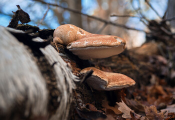 Tinder fungus growing on a toppled birch tree during autumn season.