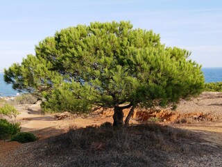 Fototapeta premium Pin parasol de l'Algarve au sud du Portugal