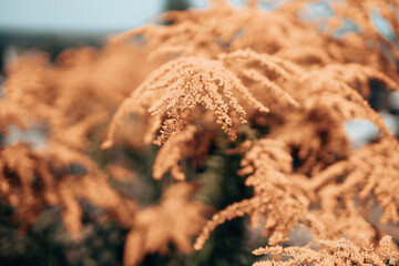 Yellow mimosa in spring, blossom flowers