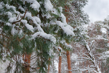 Snowy pine branch in winter forest on a blurred background