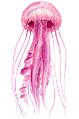 Obraz na płótnie Canvas Jellyfish on a white background, watercolor illustration. Sea creatures.