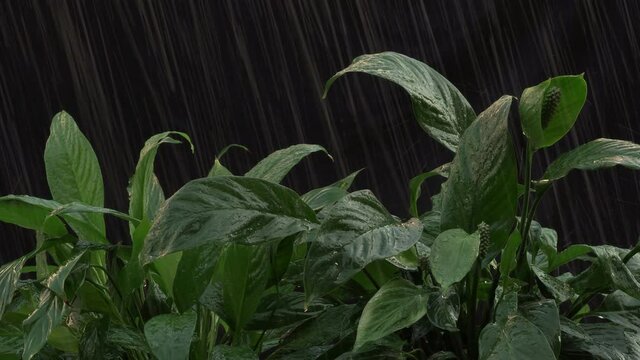 Closeup shot of rain drops into anthurium leaf in the garden on black background.
