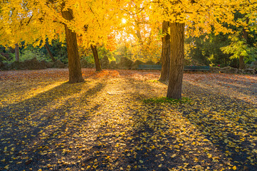Scenery with orange yellow trees during fall autumn at Giaridni Montanelli Milan