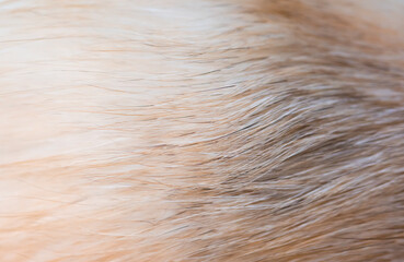 Fox fur close up. Redhead animal fur background, fur pile texture. Eco-wool, eco-leather artificial...