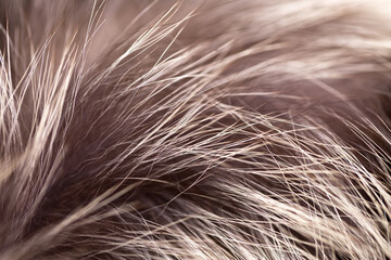 Black fox fur close up. Background of gray animal fur chinchilla, texture of fur pile. Eco-wool, eco-leather artificial fur.