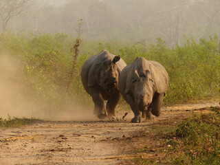 Two Indian (One-horned) Rhinos chasing each other in Kaziranga National Park, Assam, India © Wayne Jones