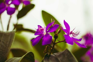 purple iris flower