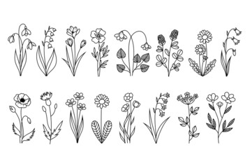 Set of branch flower. Collection of flowering plant with leaves. Set of wild flower. Botanical. Vector illustration or natural elements on white background.