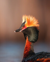 Portrait of a horned grebe