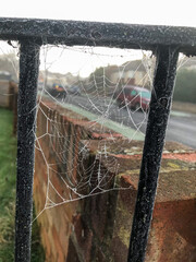 Cobwebs on a black iron gate frozen in a morning frost.