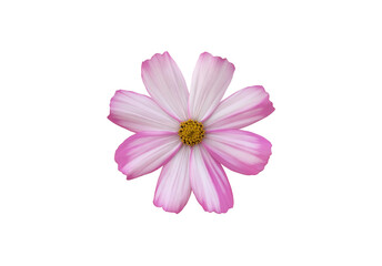 isolated pink cosmos flower with clipping paths.
