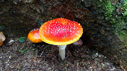 Pilze im Herbst im Sauerland