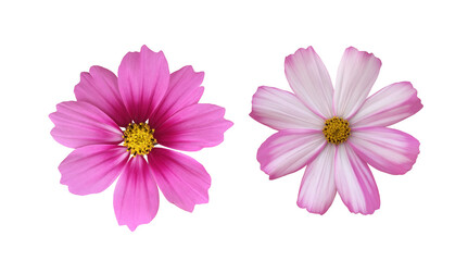 isolated pink cosmos flower with clipping paths.