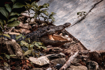 happy alligator in the swamp