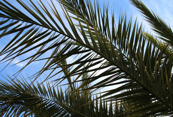 Fototapeta premium Beautiful palm branches over blue sky