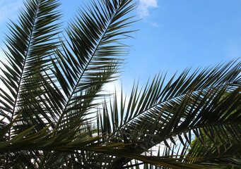 Obraz premium Beautiful palm branches over blue sky