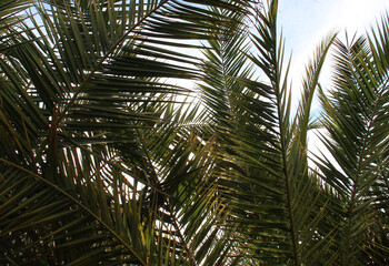 Obraz na płótnie Canvas Beautiful palm branches over blue sky