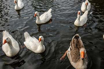 Obraz premium Amsterdam The Netherlands