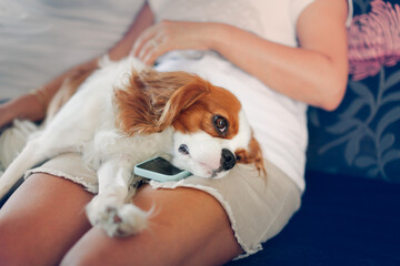 Cavalier King Charles Spaniel dog sleeps on the owner's lap on a smart phone. Tired dog like a man...
