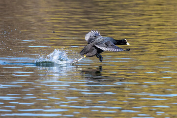 The Eurasian coot, Fulica atra swimming on the Kleinhesseloher Lake at Munich, Germany