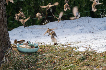 a group of house sparrows at a feeder place at a winter day
