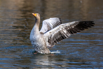 The greylag goose, Anser anser is a species of large goose
