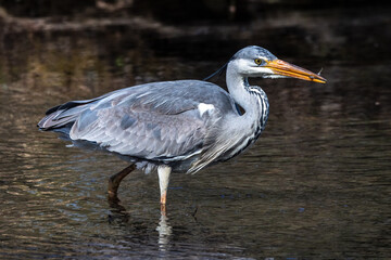 While fishing in the moving water a grey heron, Ardea cinerea successfully caught a fish.