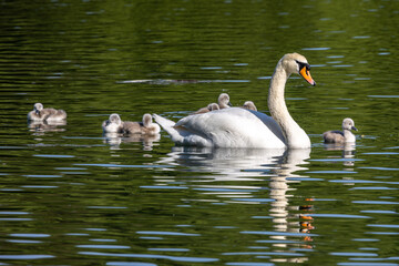 Mute swan family, Cygnus olor swimming on a lake. Mother with babies