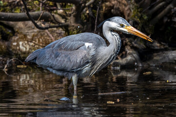 While fishing in the moving water a grey heron, Ardea cinerea successfully caught a fish.