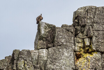 Griffon vulture, Gyps fulvus in Monfrague National Park. Extremadura, Spain