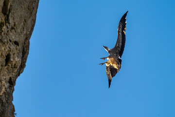Griffon vultures, Gyps fulvus flying around the Serrania de Cuenca at Una, Spain.
