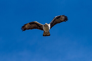 Griffon vultures, Gyps fulvus flying around the Serrania de Cuenca at Una, Spain.
