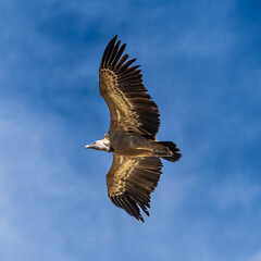 Griffon vultures, Gyps fulvus flying around the Serrania de Cuenca at Una, Spain.