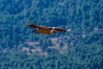 Griffon vultures, Gyps fulvus flying around the Serrania de Cuenca at Una, Spain.