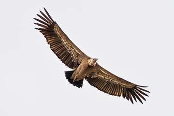 Griffon vulture, Gyps fulvus in Monfrague National Park. Extremadura, Spain