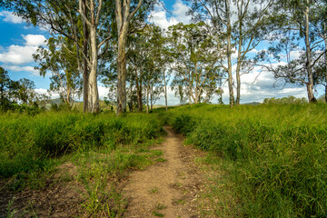 Forest landscape with tall grass in rural South East Queensland
