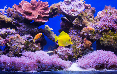 Naklejka na ściany i meble Aquarium fish Yellow surgeon fish among corals. (Latin Zebrasoma flavescens). Zebrasoma sailing yellow, which is also called yellow surgeon fish, naturally lives in the warm waters of the Pacific Oce